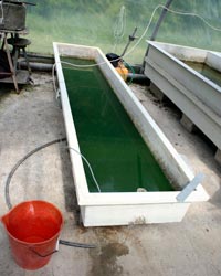 Premières cultures de spiruline en Charente Maritime (bassin de 300 litres)