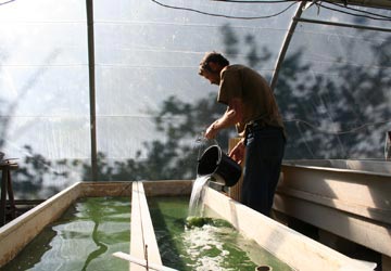 Premières cultures de spiruline en Charente Maritime (bassin de 300 litres)